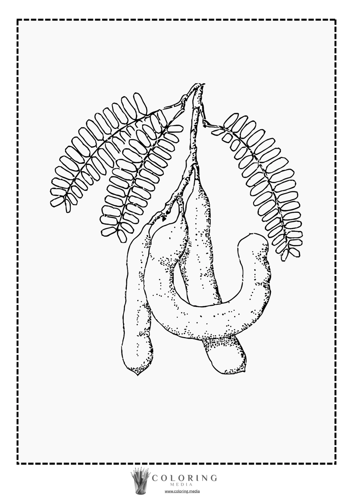 Two elongated seed pods hanging from a leafy branch, outlined for coloring.