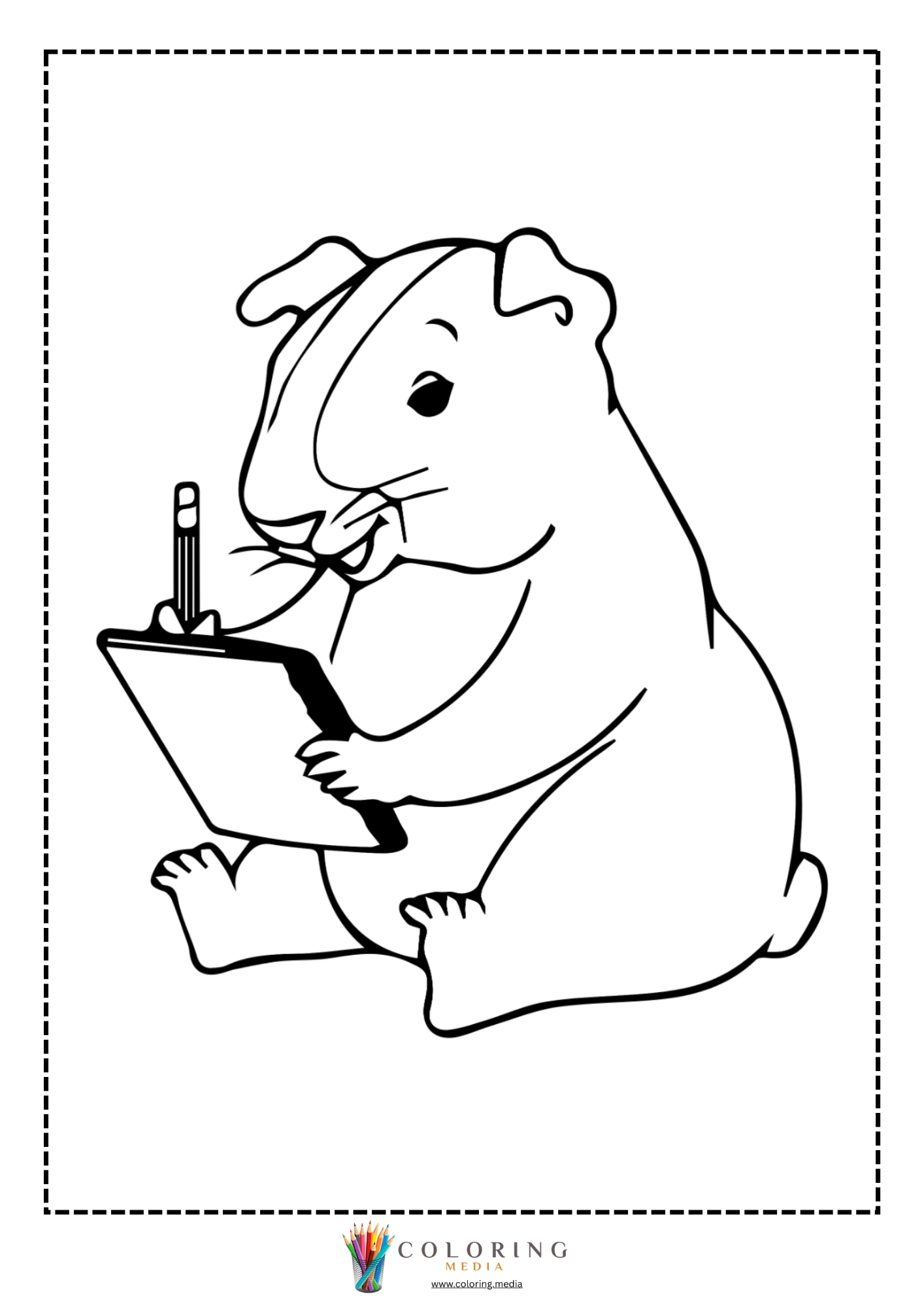 Chubby guinea pig seated